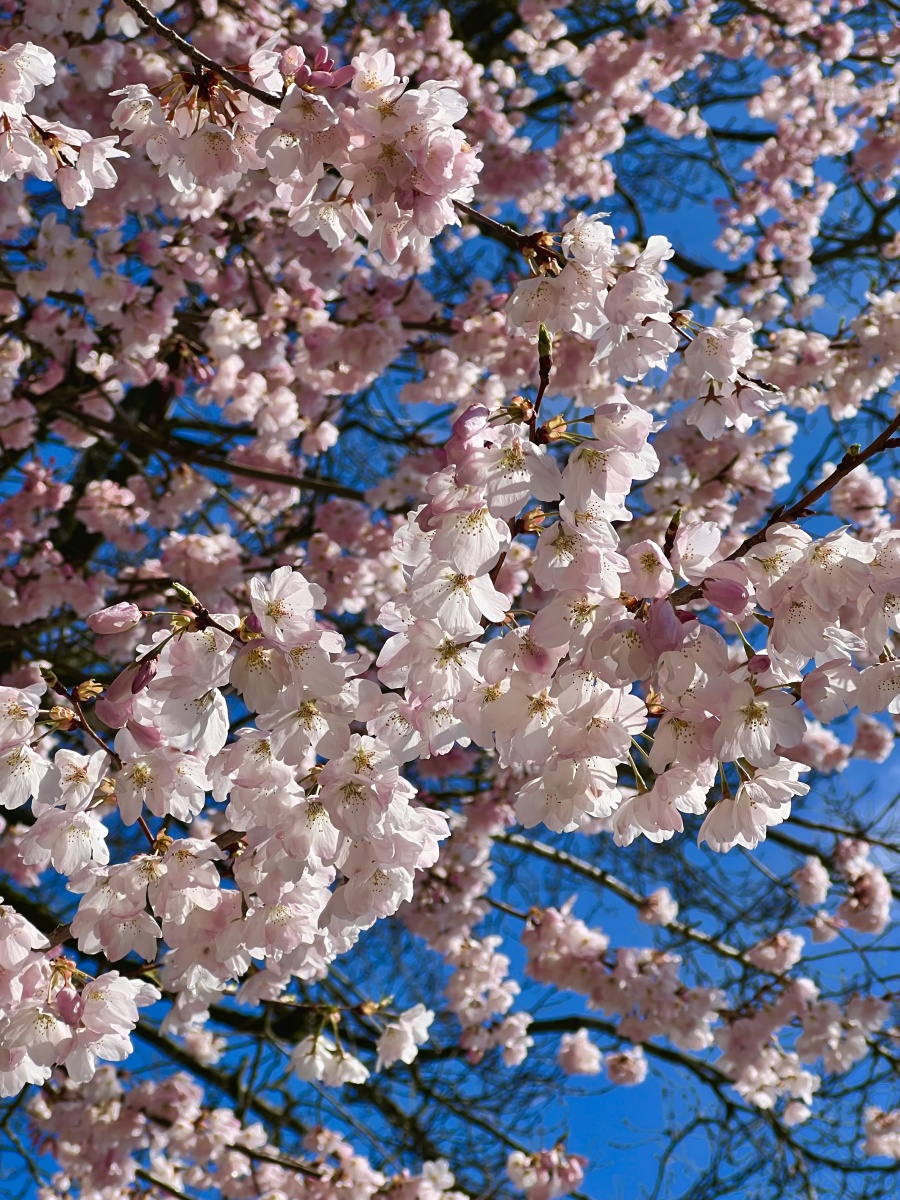 cherry blossoms against a blue sky